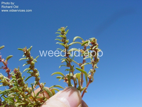 povertyweed, Nuttall